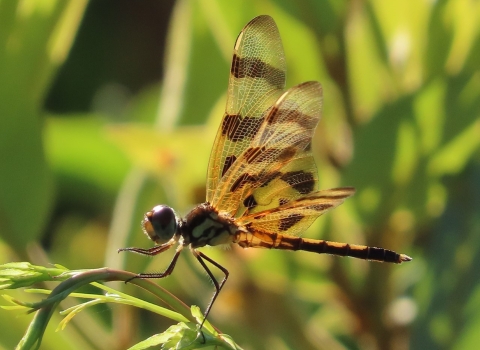 Brown striped yellow & brown dragonfly resting on a green plant