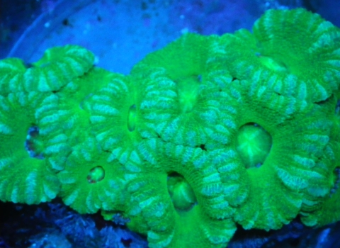 Close-up shot of live corals