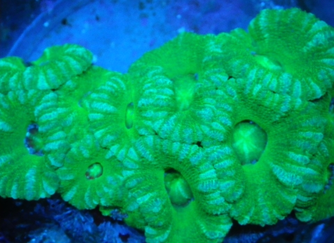 One of many pieces of live corals smuggled into the United States and seized by Service agents during this investigation.