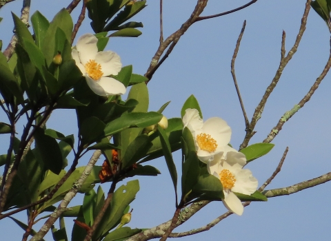 Cream-petaled with orange center Loblolly flowers next to green leaves