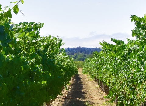 A vineyard row in California with grape vines on either side of an open dirt path