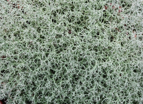 A mass of fibrous lichen