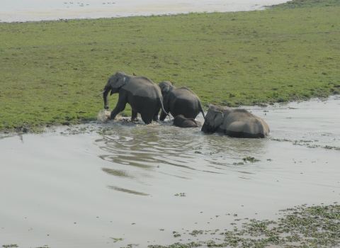 A group of three Indian elephants crossing a river or body of water.