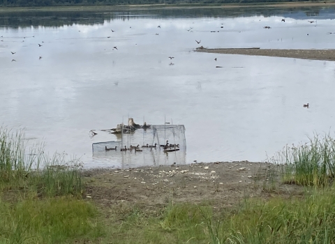 ducks swim in a swim-in trap in a lake