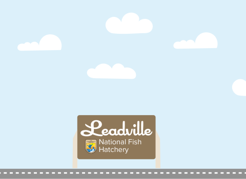 A graphic featuring a light blue sky with puffy clouds. At the bottom of the graphic, a fish drives a car along a road toward a sign that reads "Leadville National Fish Hatchery"