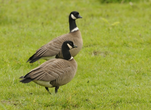 Two Aleutian Cackling Geese standing in a green grassy field