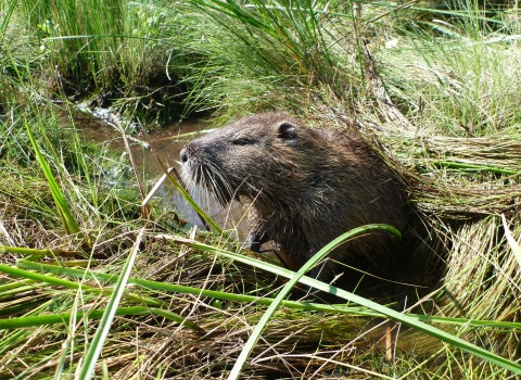 whiskered nutria rodent peers out from marsh grass