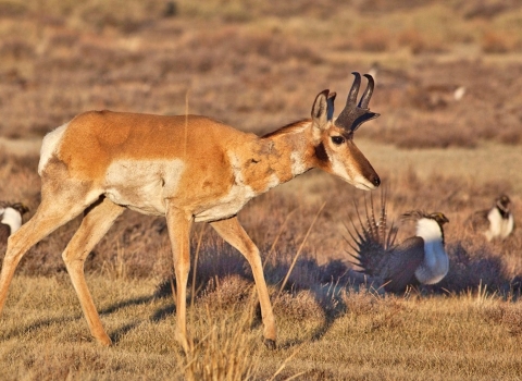 pronghorn antelope walking alongside sage grouse.
