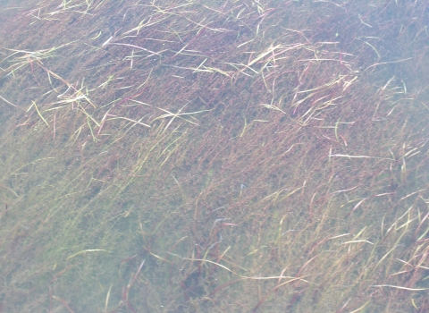 A dense bed of aquatic plants just under the surface of clear water