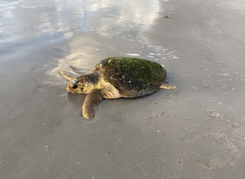 Stranded loggerhead sea turtle on Texas beach