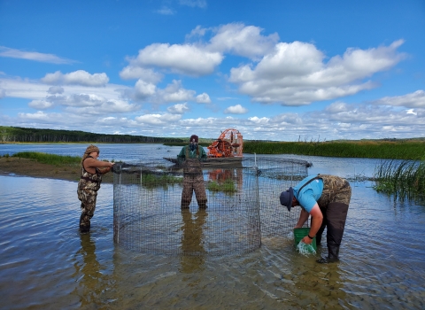 three biologists work to build metal trap to catch ducks in a wetland