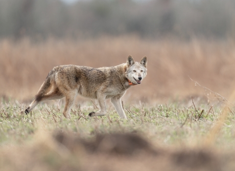 old female red wolf crossing a field