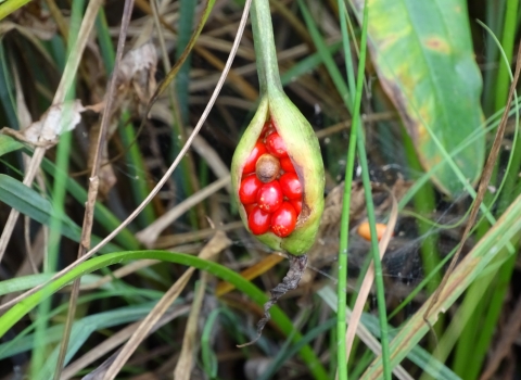 A cluster of bright red berries nestled in a green pod handing from a plant stem
