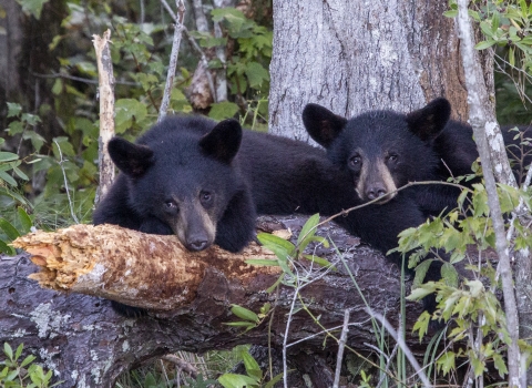 Two black bear cubs crouch on a downed tree