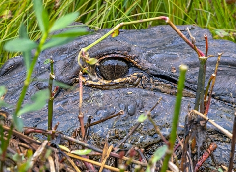 Gray alligator head photo with eye wide open in green grass