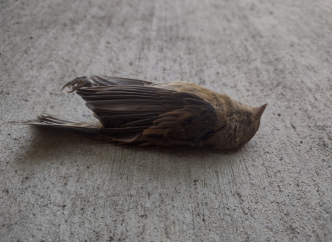 A dead bird lays on its back on concrete 