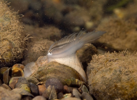 Plain pocketbook mussel displaying lure, fish mimic with eye spot. Location, Potomac River.