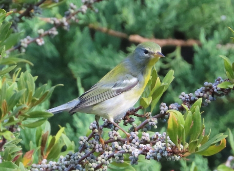 small warbler, gray, yellow & white standing on branch
