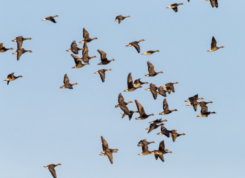 A flock of ducks is flying in front of a blue sky.