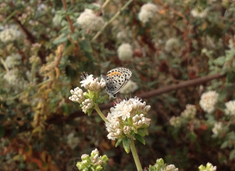 white butterfly with black and orange spots sits on white flower