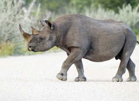 A Black Rhino walking on a dirt road. 