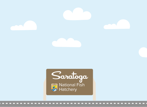 A graphic featuring a light blue sky with puffy clouds. At the bottom of the graphic, a fish drives a car along a road toward a sign that reads "Saratoga National Fish Hatchery"