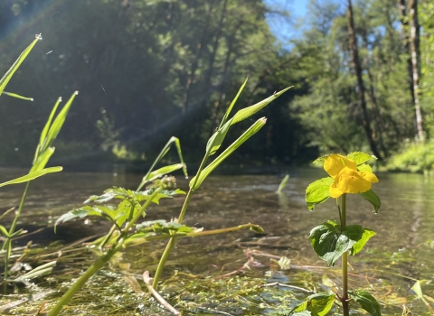 water flowing from Tyee Springs and yellow flower