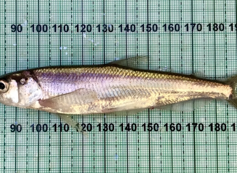 A small silver fish is measured against a clear ruler.