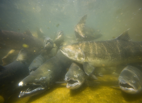 A group of salmon underwater facing the camera with mouths open