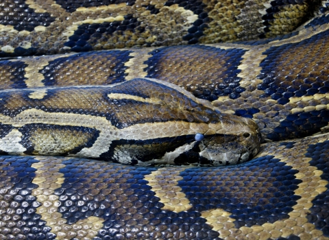 Close-up shot of a Burmese python.