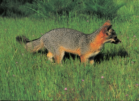A small brown and red fox standing in tall green grass