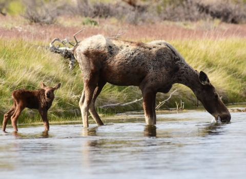 A cow moose leads her still wobbly legged calf to the River for its first drink.