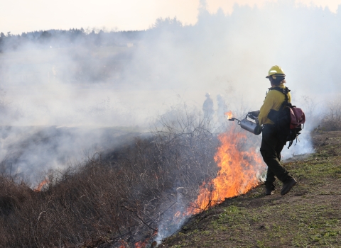 Man dressed in yellow shirt, yellow hardhat, green pants, and backpack holds metal torch to disperse fuel on dead vegetation; small fire is ignited near man's feet; heavy smoke in the air