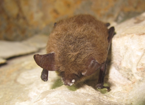 Northern long-eared bat with white-nose syndrome in a cave