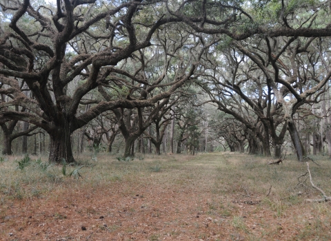 A field of oak trees in winter.