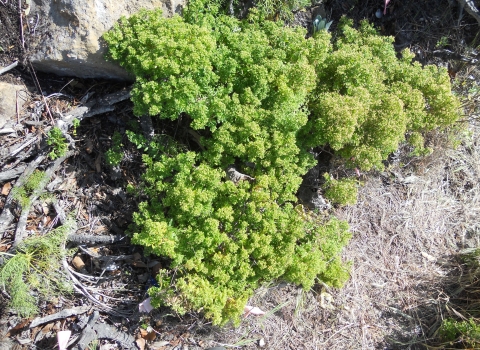 A plant with large clusters of green flowers
