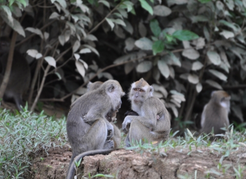 Wild long-tailed macaques in Malaysia