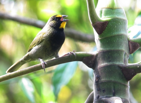 A yellow-faced grassquits on a tree branch