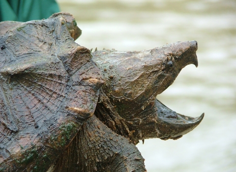 A close-up of a large turtle with rugged carapace and piked beak opened