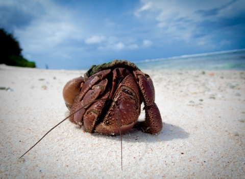 A hermit crab on a beach. It is a deep red surrounded by white sand with the ocean in the back.