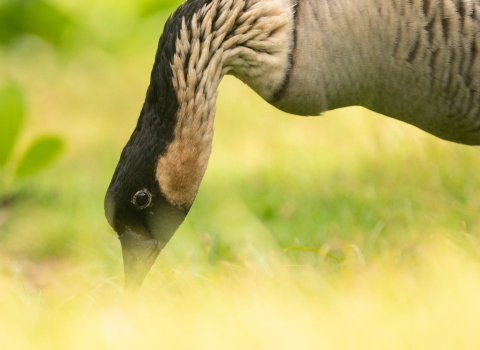 A close up of a Hawaiian goose eating grass. It has a black face with a white ring around its black eye. It's long neck is curved bending down to eat the grass. 