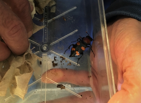 Hands hold a container with a black and orange beetle