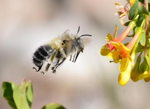 Digger bee hovers near yellowish orange Golden currant flower. 