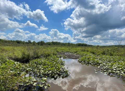 An emergent marsh composed of spatterdock, herbaceous plants, and wetland-loving shrubs grows along Dead Creek.