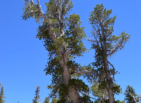 Large whitebark pine tree