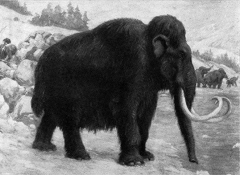 a black and white painting of an ancient wooly mammoth, with thick hide and large curled tusks emerging from it's head. 