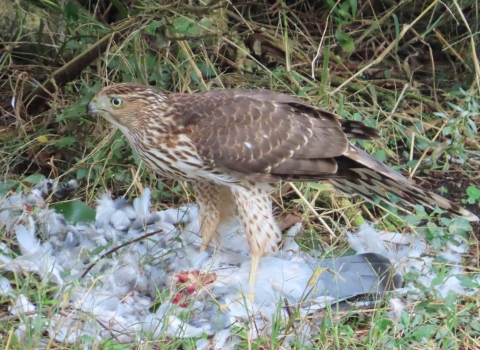 Brown & white raptor stands above a white bird meal with basically only feathers remaining