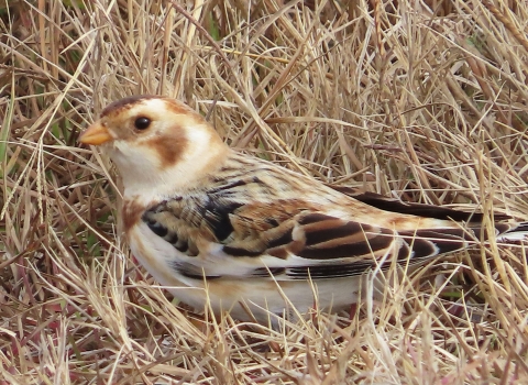 Brown, white and black small bird standing on the ground surrounded by tan grass 