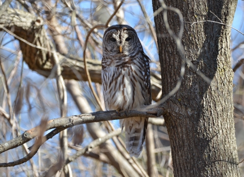 barred owl perched in a tree