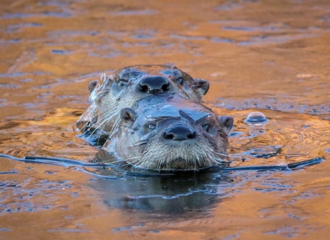The heads of two brown river otters are seen swimming in golden-sunlit water